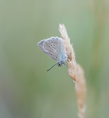 Getand Blauwtje / Meleager's Blue
