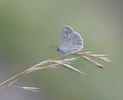Getand Blauwtje / Meleager's Blue