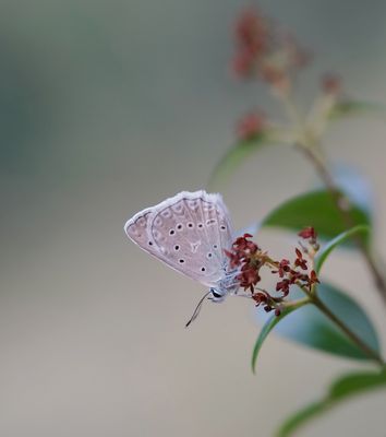 Getand Blauwtje / Meleager's Blue