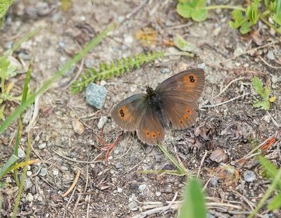 Gewone Glanserebia / Common Brassy Ringlet
