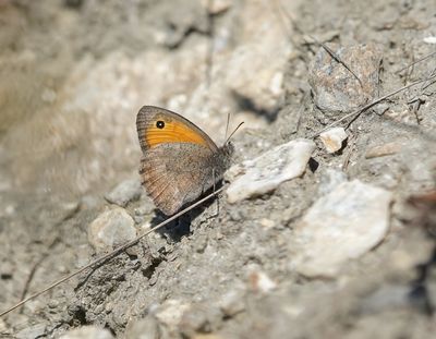 Grauw Zandoogje / Dusky Meadow Brown