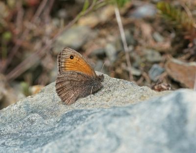 Grauw Zandoogje / Dusky Meadow Brown