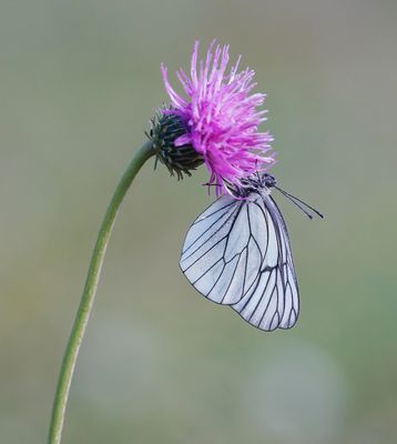 Groot Geaderd Witje / Black-veined White