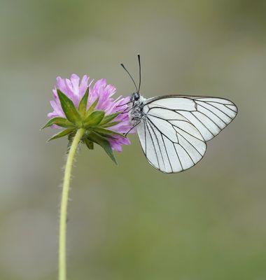 Groot Geaderd Witje / Black-veined White