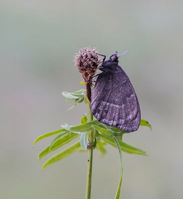 Groot Saterzandoog / Great Sooty Satyr