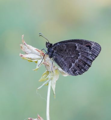 Groot Saterzandoog / Great Sooty Satyr