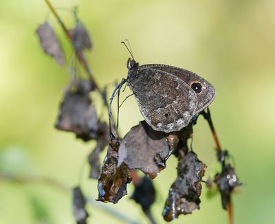 Groot Saterzandoog / Great Sooty Satyr