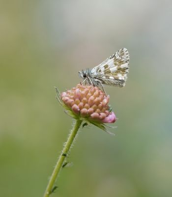 Groot Spikkeldikkopje / Large Grizzled Skipper