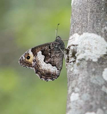 Grote Boswachter / Woodland Grayling