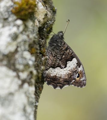 Grote Boswachter / Woodland Grayling