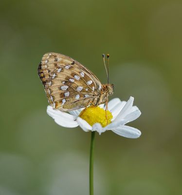 Grote Parelmoervlinder / Dark Green Fritillary