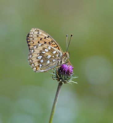 Grote Parelmoervlinder / Dark Green Fritillary