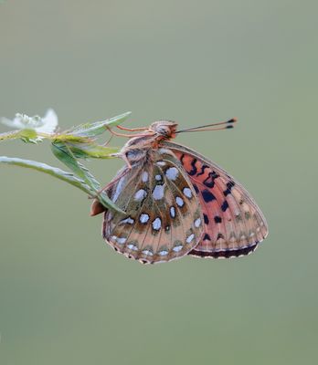 Grote Parelmoervlinder / Dark Green Fritillary