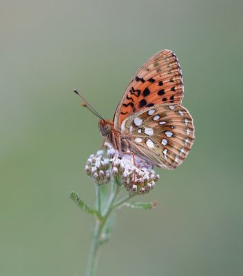 Grote Parelmoervlinder / Dark Green Fritillary