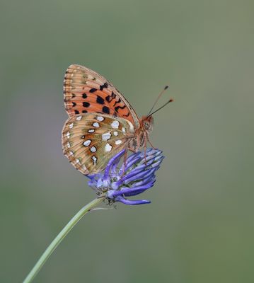 Grote Parelmoervlinder / Dark Green Fritillary