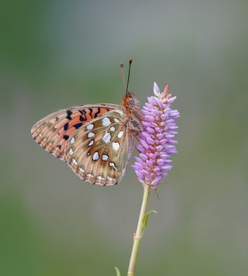 Grote Parelmoervlinder / Dark Green Fritillary