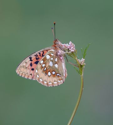 Grote Parelmoervlinder / Dark Green Fritillary