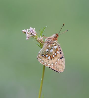 Grote Parelmoervlinder / Dark Green Fritillary