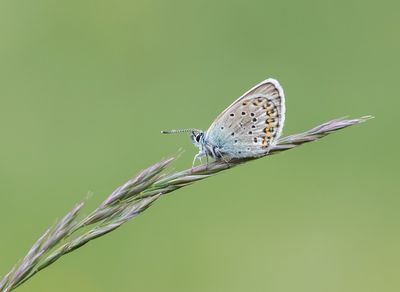 Heideblauwtje / Silver-studded Blue