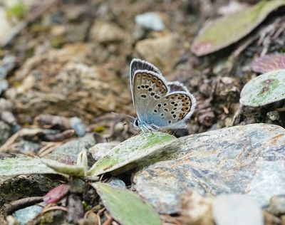 Heideblauwtje / Silver-studded Blue