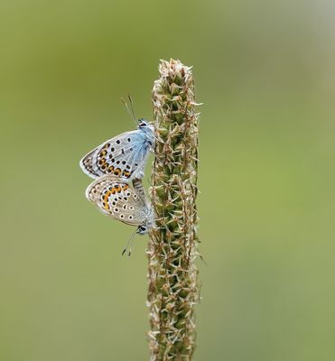 Heideblauwtje / Silver-studded Blue