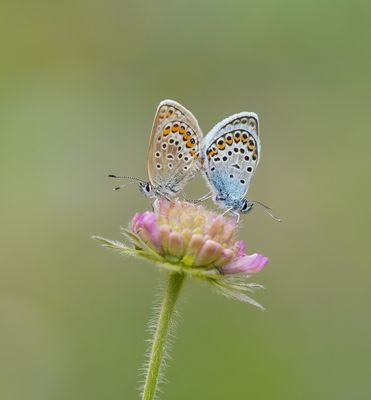 Heideblauwtje / Silver-studded Blue