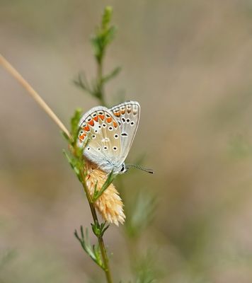 Icarusblauwtje / Common Blue