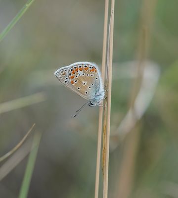 Icarusblauwtje / Common Blue