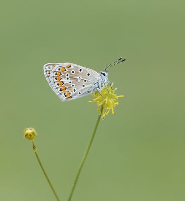 Icarusblauwtje / Common Blue