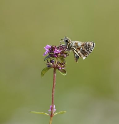 Kalkgraslanddikkopje / Red Underwing Skipper