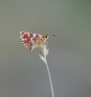 Kalkgraslanddikkopje / Red Underwing Skipper