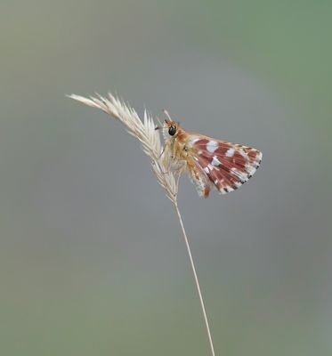 Kalkgraslanddikkopje / Red Underwing Skipper
