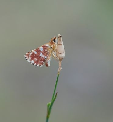Kalkgraslanddikkopje / Red Underwing Skipper