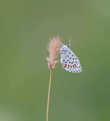 Klein Tijmblauwtje / Baton Blue