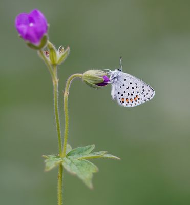 Klein Tijmblauwtje / Baton Blue