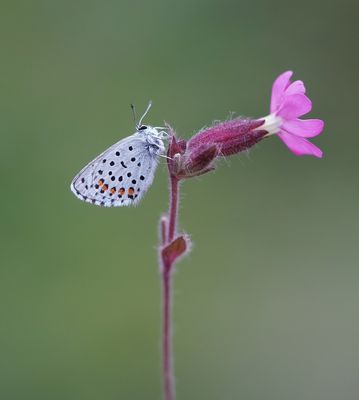 Klein Tijmblauwtje / Baton Blue