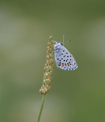 Klein Tijmblauwtje / Baton Blue