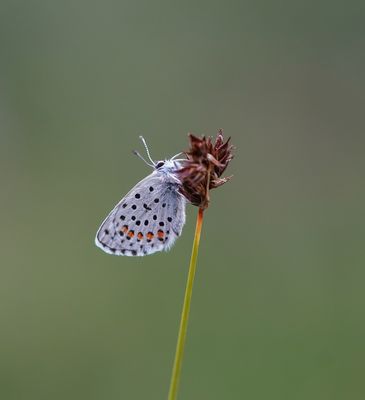 Klein Tijmblauwtje / Baton Blue