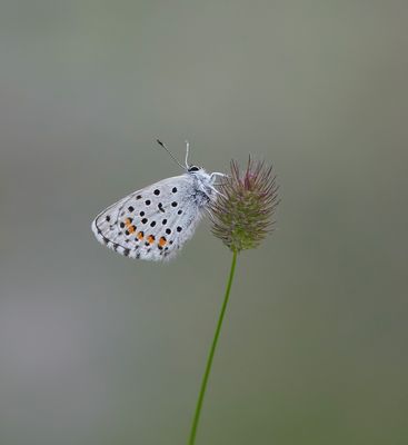 Klein Tijmblauwtje / Baton Blue