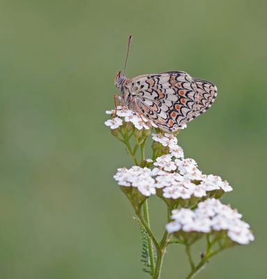 Knoopkruidparelmoervlinder / Knapweed Fritillary