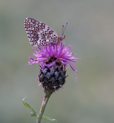 Knoopkruidparelmoervlinder / Knapweed Fritillary
