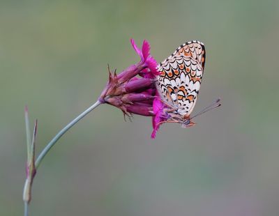 Knoopkruidparelmoervlinder / Knapweed Fritillary