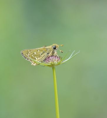 Kommavlinder / Silver-spotted Skipper
