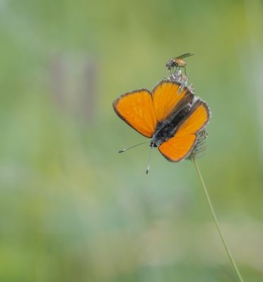 Morgenrood / Scarce Copper