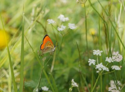 Morgenrood / Scarce Copper