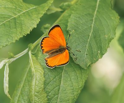 Morgenrood / Scarce Copper