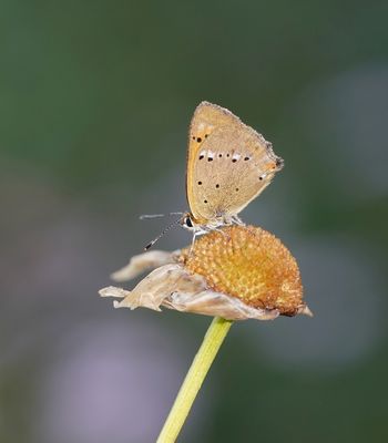 Morgenrood / Scarce Copper