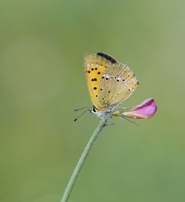 Morgenrood / Scarce Copper