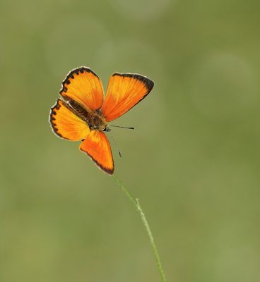 Morgenrood / Scarce Copper