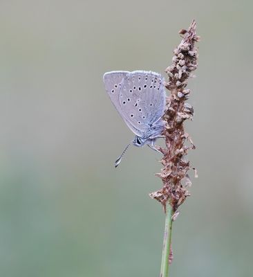 Rode Vuurvlinder f.eurydame / Purple-edged Copper f.eurydame